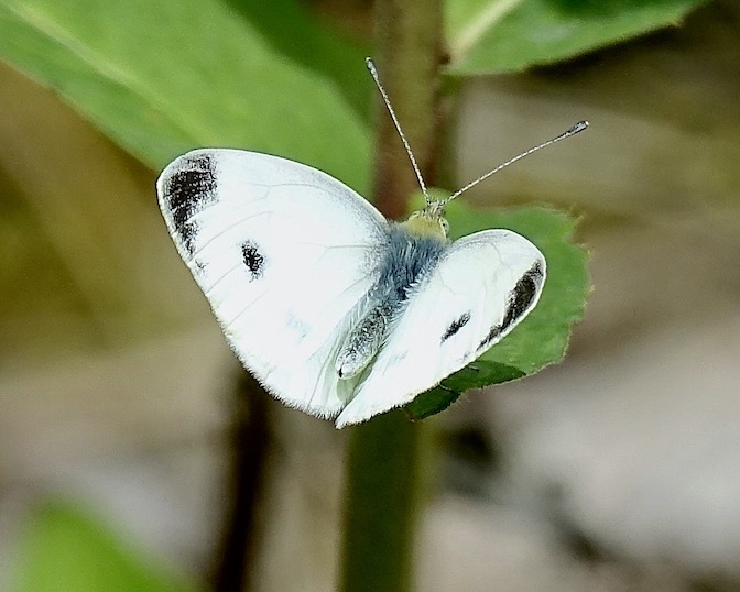 southern small white